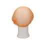 CMT Haarnet - Clip Cap PP Non Woven Oranje Maat M 50cm -Horecavoordeel.com-